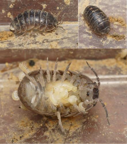 Armadillidium vulgare