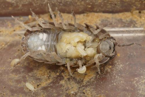 Armadillidium vulgare