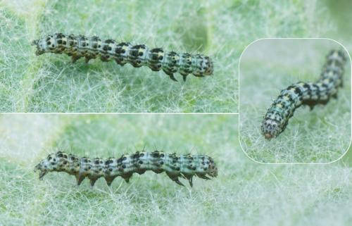 Réf. 156 424 : Cucullia verbasci