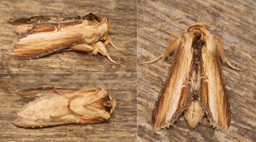Réf. 156 426 : Cucullia verbasci
