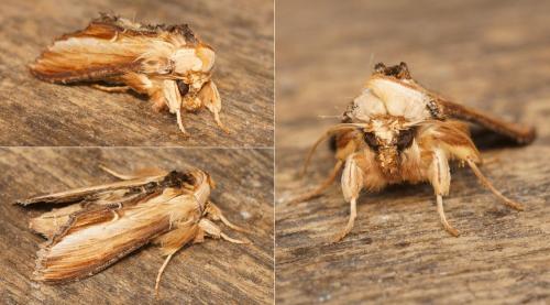 Réf. 156 427 : Cucullia verbasci