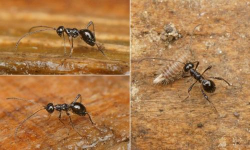 Pseudopezomachus bituberculatus