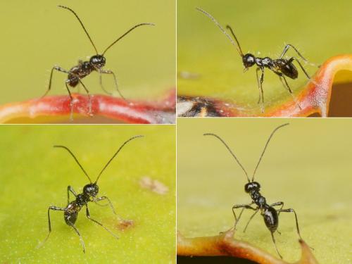 Réf. 156 747 : Pseudopezomachus bituberculatus