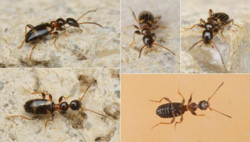 Leptaleus rodriguesi