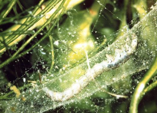 Neureclipsis bimaculata