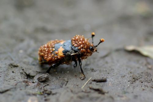 Poecilochirus carabi