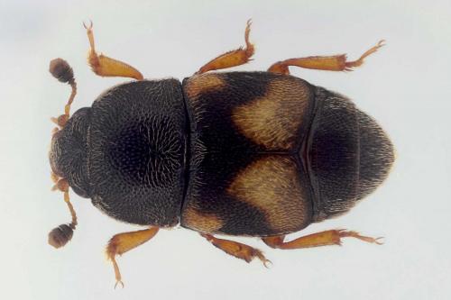 Carpophilus hemipterus