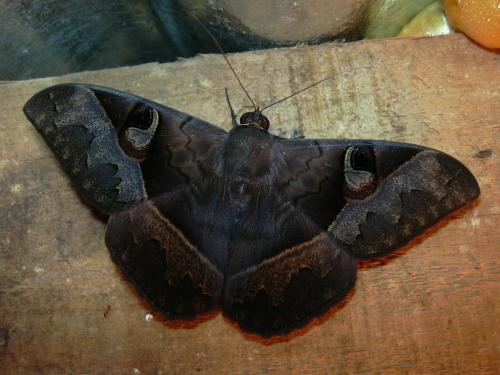 Cyligramma fluctuosa