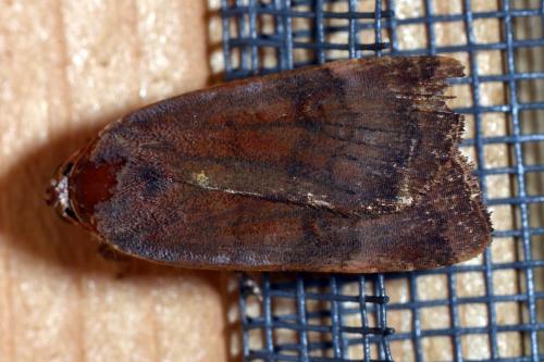 Noctua sp.