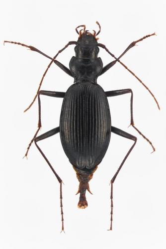 Nebria lafresnayi