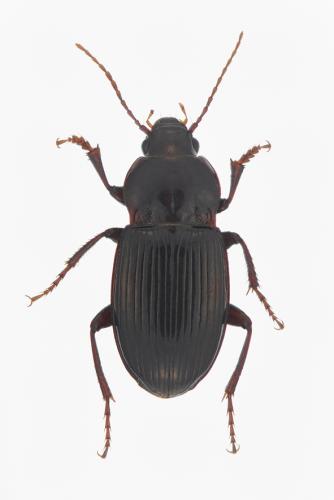 Réf. 156 730 : Amara pyrenaea