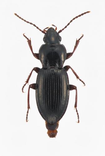 Pterostichus infimus