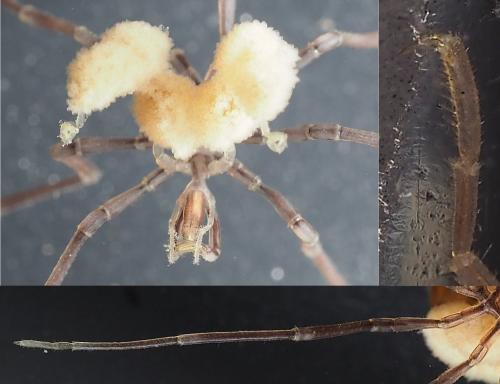 Nymphon gracile