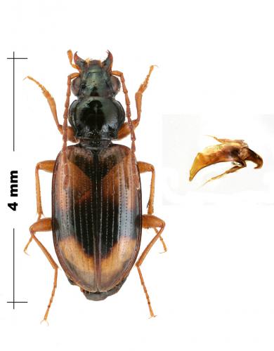 Bembidion subcostatum