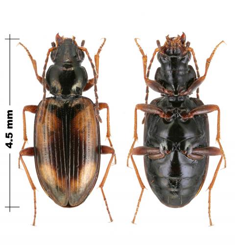 Réf. 156 802 : Bembidion femoratum