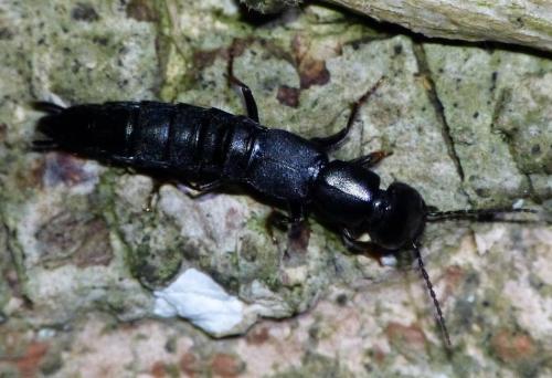 Ocypus ophthalmicus