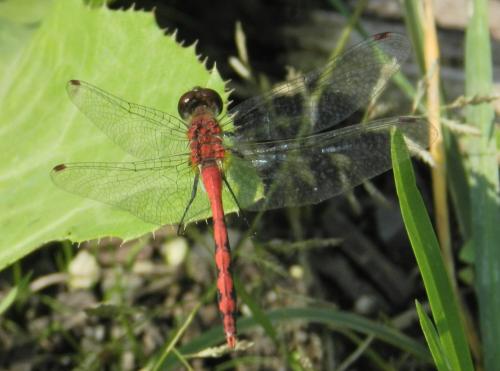 Réf. 156 954 : Sympetrum sp.