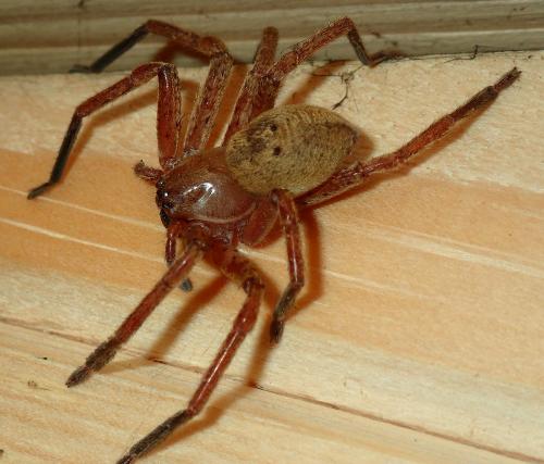 Olios argelasius