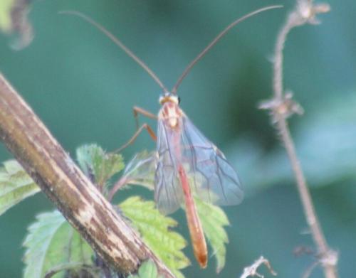 Ophion obscuratus