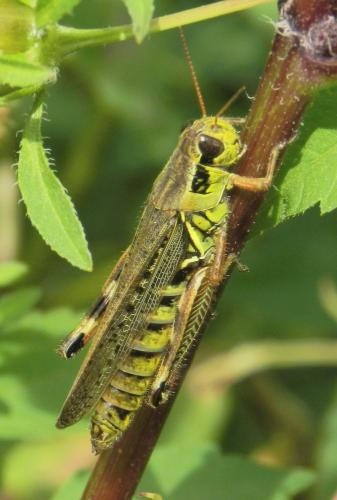 Melanoplus sp.