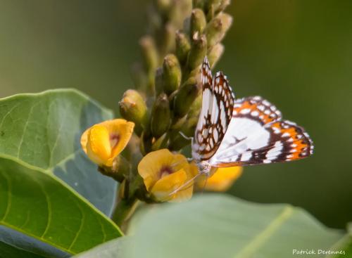 Ariconias glaphyra