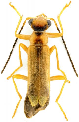 Malthinus seriepunctatus