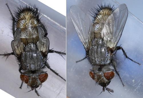 Phryxe vulgaris