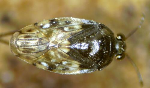 Saldula palustris