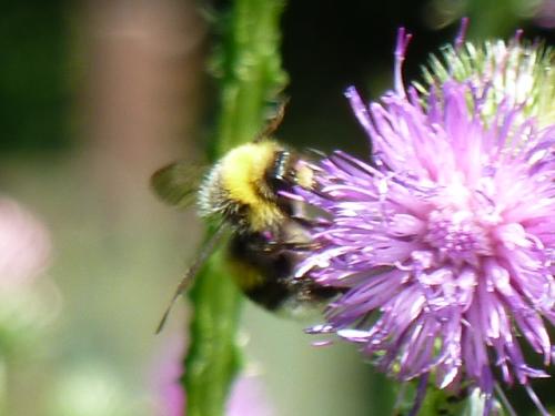 Bombus lucorum