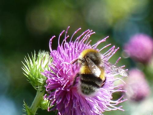 Bombus lucorum