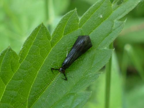Réf. 156 110 : Mystacides sp.