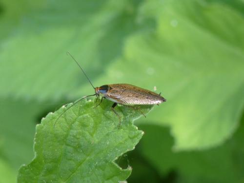 Ectobius lapponicus