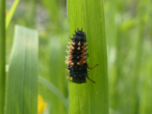 Harmonia axyridis