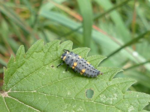 Coccinella septempunctata