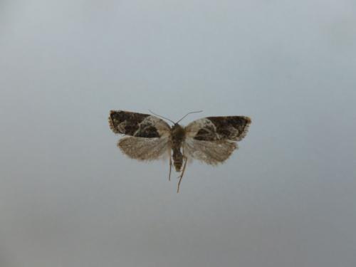 Réf. 156 804 : Acleris variegana