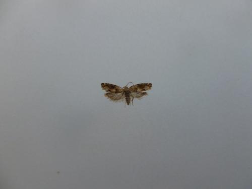 Réf. 156 805 : Crocidosema plebejana