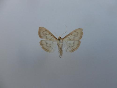 Réf. 156 803 : Hodebertia testalis