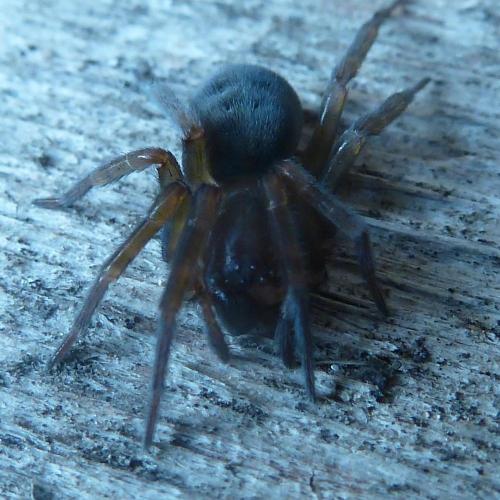 Amaurobius sp.