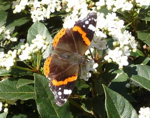 Réf. 156 726 : Vanessa atalanta