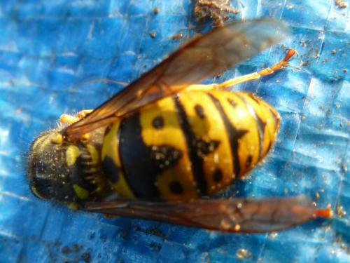 Vespula germanica