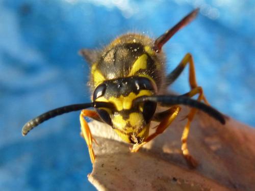 Vespula germanica