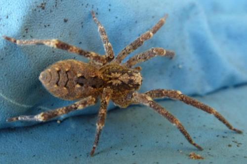 Zoropsis spinimana