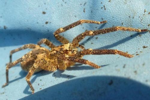 Zoropsis spinimana