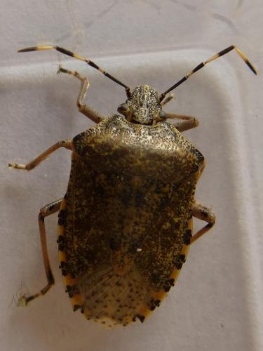 Rhaphigaster nebulosa