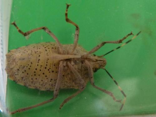 Rhaphigaster nebulosa