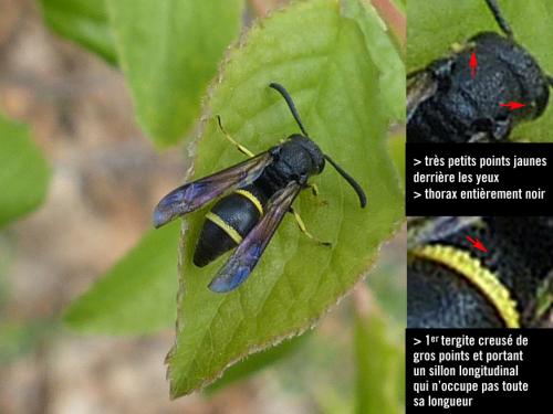 Symmorphus allobrogus