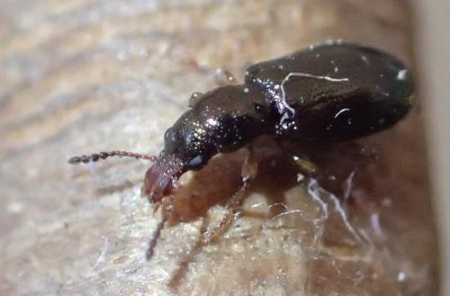 Réf. 156 411 : Salpingus planirostris