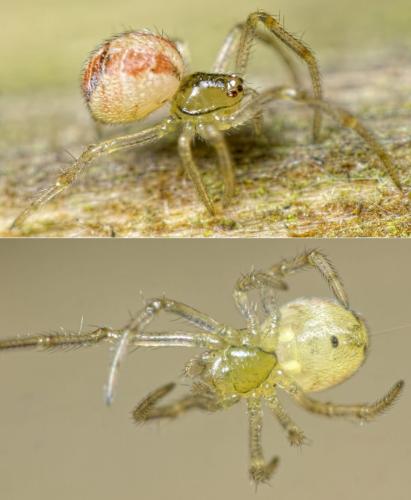Réf. 156 135 : Phylloneta sp.