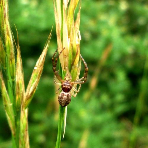 Réf. 156 348 : Tmarus sp.