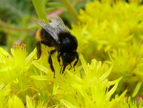 Bombus ruderarius